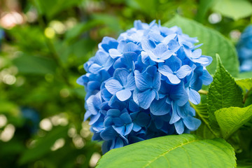 あじさいの写真