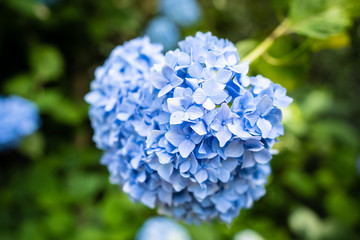 あじさいの写真