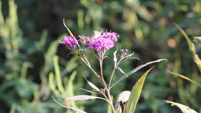 flower in garden