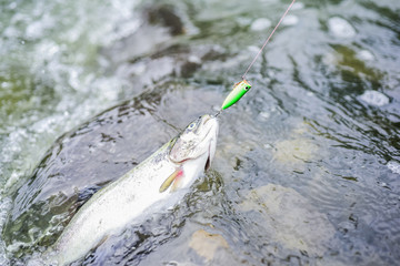 Fish in river. Gear and bait concept. Fisherman job is simple. Fins and scales. Freshwater fish on hook. Trout in water close up. Fishing hobby. Fishing activity. Fishing equipment. Wild nature © be free