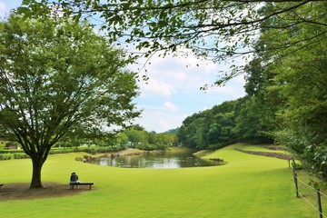 夏　緑　池　風景　公園　杤木