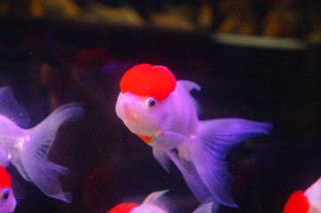 Red lionhead goldfish swim in the pool