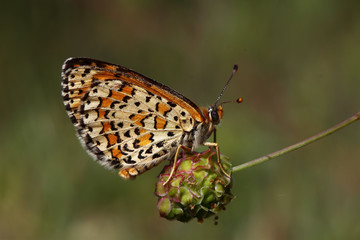 Beautiful iparhan butterfly ; Melitaea trivia	