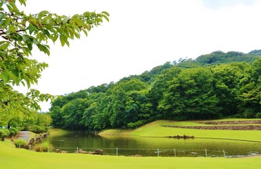 夏　緑　池　風景　公園　杤木