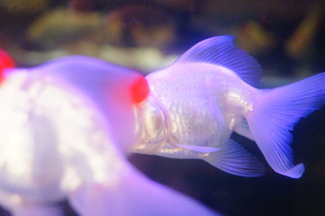 Red lionhead goldfish swim in the pool