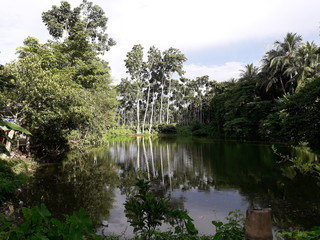 lake in forest