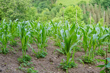 Orchard vegetables fertilized with natural manure