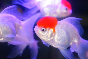 Red lionhead goldfish swim in the pool