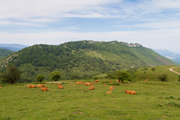 Aralar and Lizarrusti natural park area in Gipuzkoa and Navarre, Spain