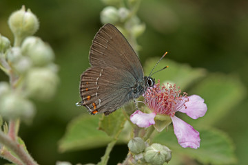 Great love butterfly ; Satyrium ilicis