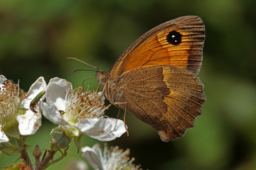 Eastern meadow brown butterfly ; Maniola telmessia