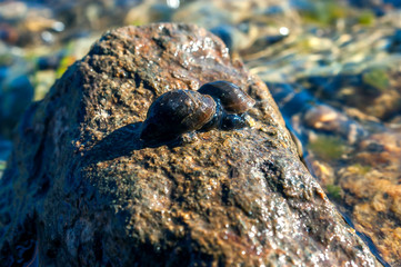 Two Great Pond Snails (Lymnaea Stagnalis) on the Wet Stone on a Summer Afternoon.