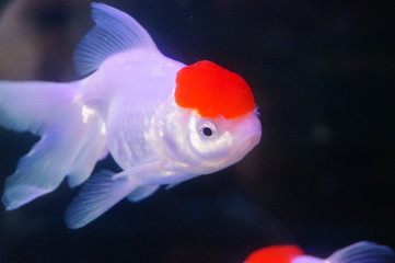 Red lionhead goldfish swim in the pool