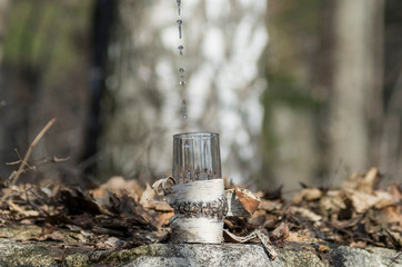 Pouring birch sap into a glass.