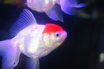 Red lionhead goldfish swim in the pool