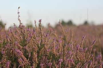 heather close-up on a sunset background beautiful blur background
