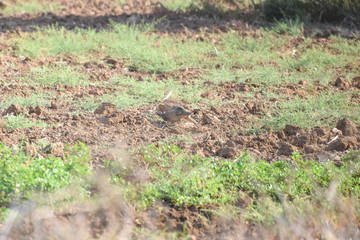 Partridge Birds on the garden, walking