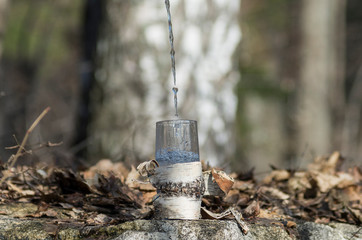 Pouring birch sap into a glass.