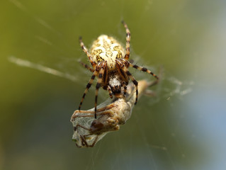 A spider eats its prey entangled in a web. Grasshopper entangled in the networks of a predatory insect. Hunt for food. Poisonous inhabitants of the fauna in macro photography. The struggle for life
