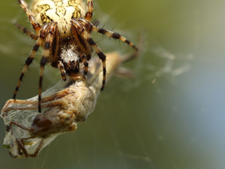 A spider eats its prey entangled in a web. Grasshopper entangled in the networks of a predatory insect. Hunt for food. Poisonous inhabitants of the fauna in macro photography. The struggle for life