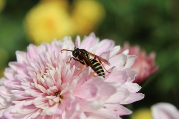bee on a flower