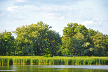 Spring tree and river