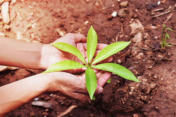 Hand of a man planting tree in the forest
