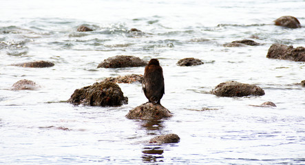 Fiordland crested penguin (Eudyptes pachyrynchus) tawaki looking out to sea, Jackson Bay, New Zealand endemic wildlife