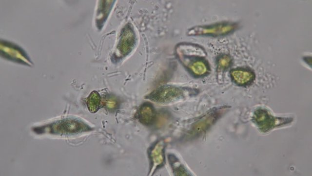 Euglena is a genus of single-celled flagellate Eukaryotes under microscopic view for education.