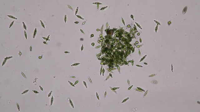 Euglena is a genus of single-celled flagellate Eukaryotes under microscopic view for education.