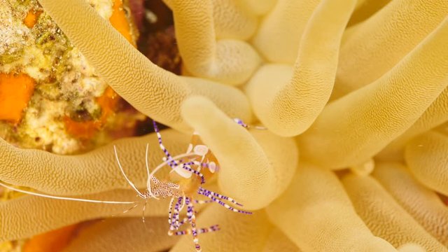 Close up of Cleaner Shrimp in coral reef of the Caribbean Sea around Curacao
