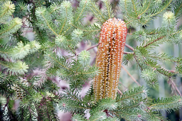 A banksia plant in flower