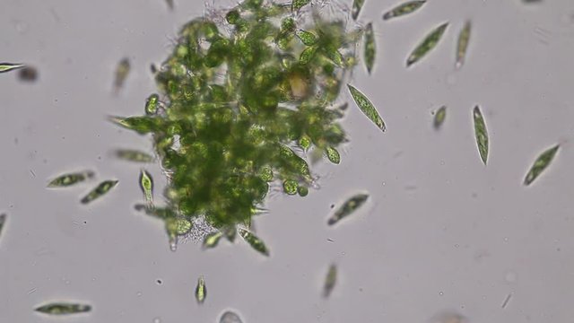 Euglena is a genus of single-celled flagellate Eukaryotes under microscopic view for education.