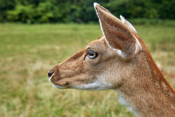 Young deer Cervus nippon on a green grassy background in its natural habitat. Portrait in profile. Close up. Attentive anxious look, ears raised, a premonition of danger.