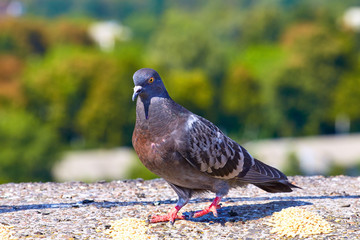 Pigeons close-up on a combined background