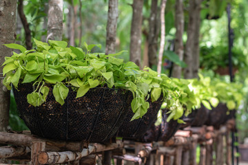 Epipremnum Aureum plant in a garden.Common names including Golden pothos,Ceylon creeper,Hunter's...