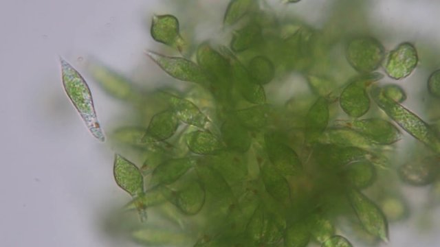 Euglena is a genus of single-celled flagellate Eukaryotes under microscopic view for education.
