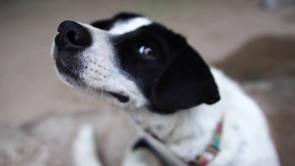 White and black dogs have skin diseases footage slow motion