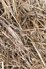 Dry straw grass macro background