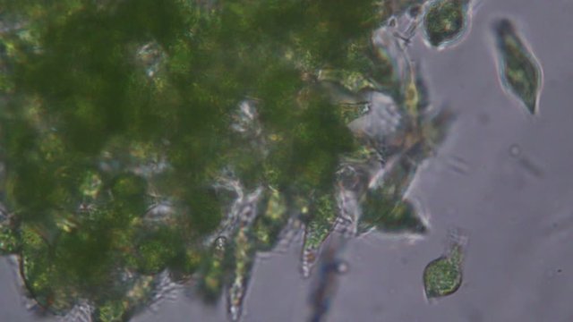 Euglena is a genus of single-celled flagellate Eukaryotes under microscopic view for education.
