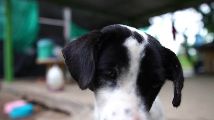 Dog - white, black depression footage slow motion