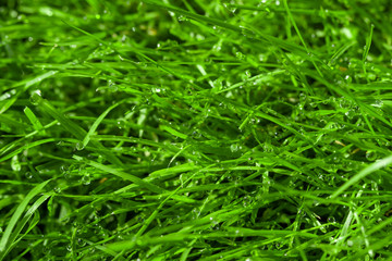 Fototapeta na wymiar green grass with water drops fresh morning dew 