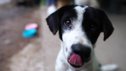 Dog - white, black depression footage slow motion