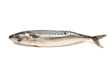 mackerel