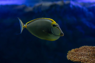 Tropical Fish Naso Tang (Naso lituratus) -Thailand