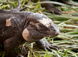 this is a close up of a  rhinoceros iguana