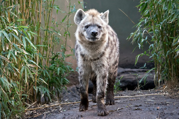 the hyena is standing