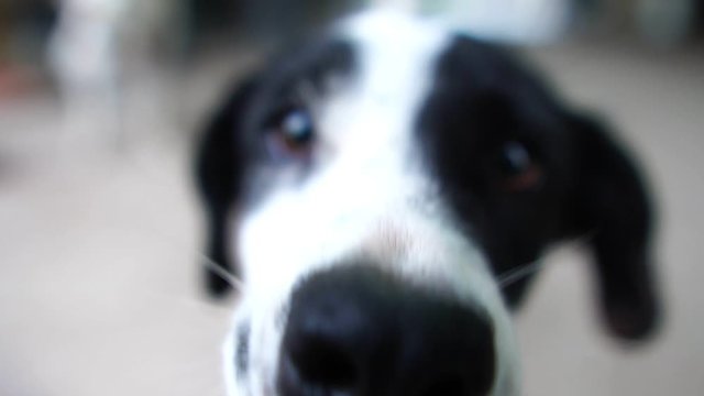 Dog - white, black depression footage slow motion