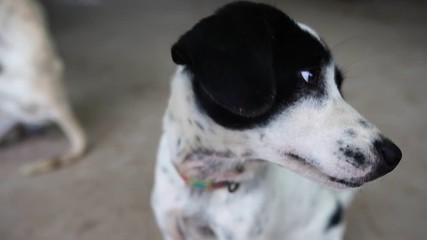 White and black dogs have a pleasant behavior footage slow motion