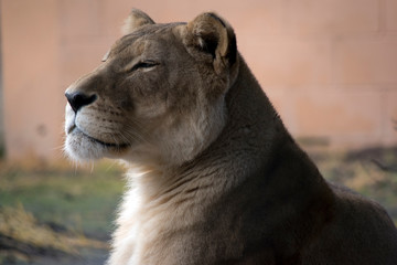 Naklejka premium the lioness is resting